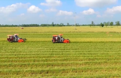 Điểm mới của Luật Đất đai 2024: Không cần xác nhận là "nông dân" vẫn được nhận chuyển nhượng đất lúa