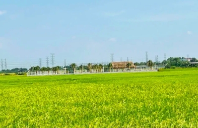 Từ ngày 1.8, tặng cho và mua bán đất trồng lúa như thế nào?